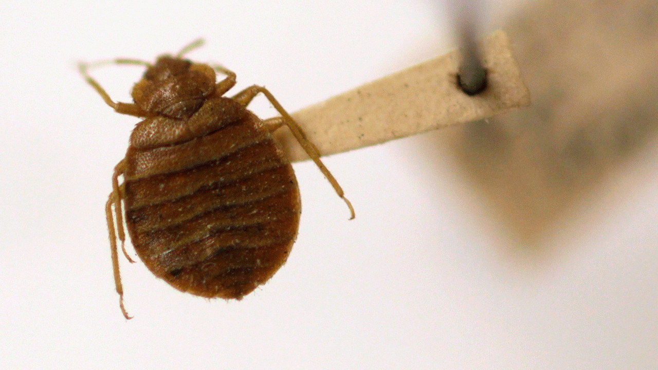Greece health officials take action against bedbug crisis hoax targeting tourists - fox