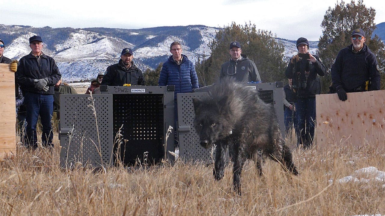 News :Colorado releases first 5 wolves as controversial reintroduction program moves forward