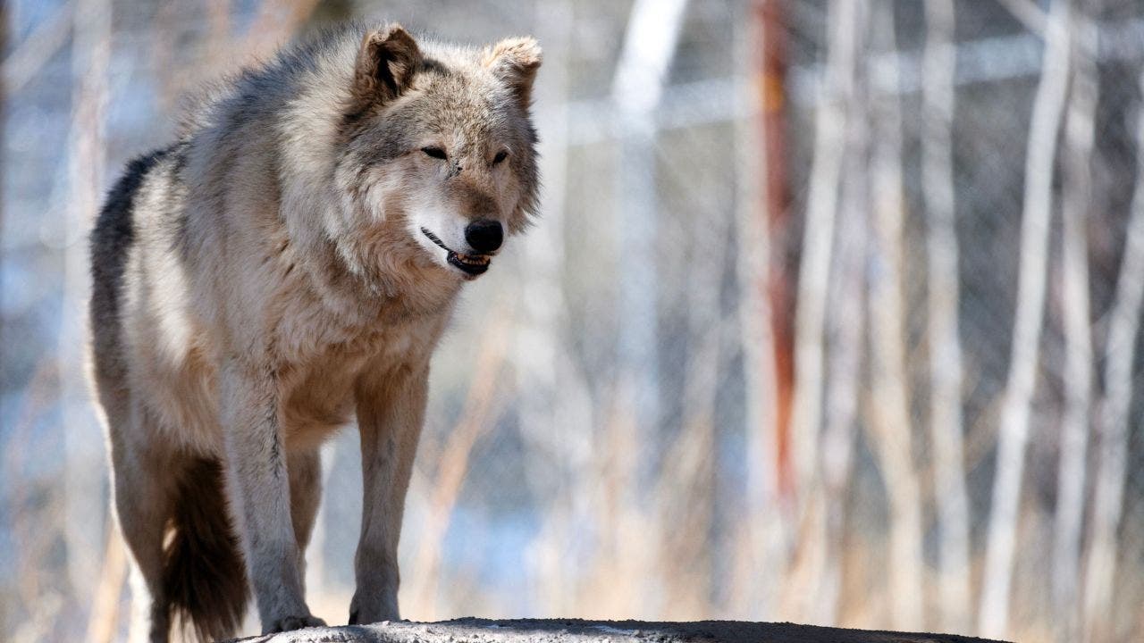 Read more about the article Mexico City residents help police chase loose wolf