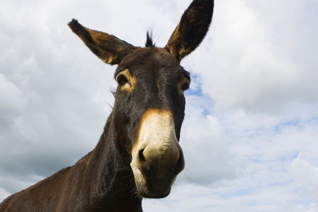 This Christmas, let's pay attention to the donkey and lessons we need to learn