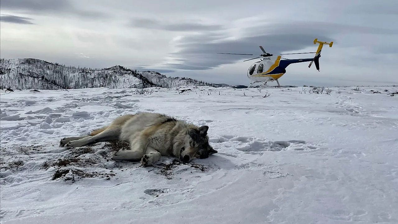 Colorado's gray wolf reintroduction plan sparks political divide