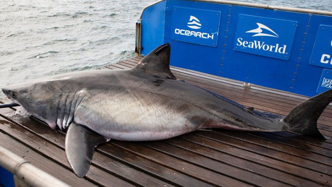 Massive 1,700 pound white shark pings tracking system off Georgia coast