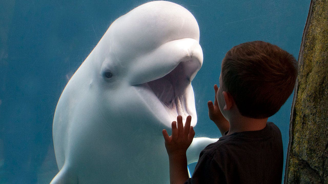 Third Marineland beluga that moved to U.S. aquarium dies