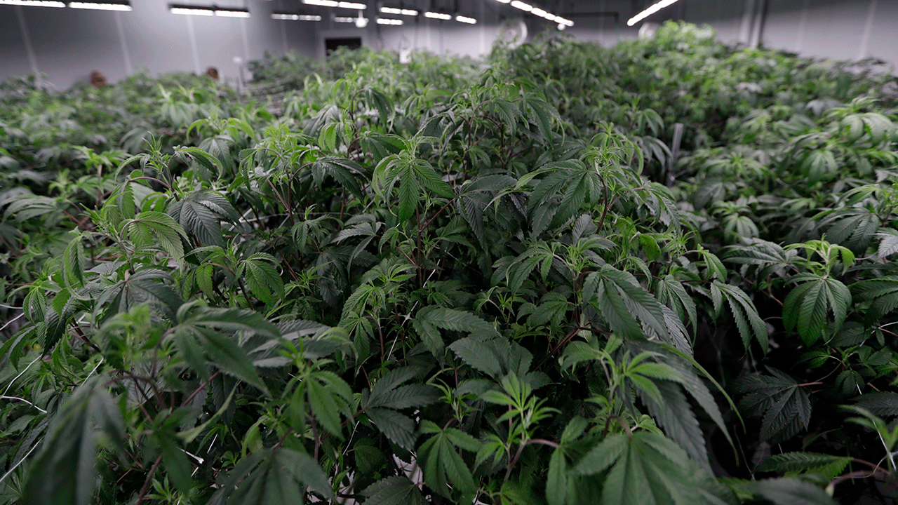 Ohio marijuana plants