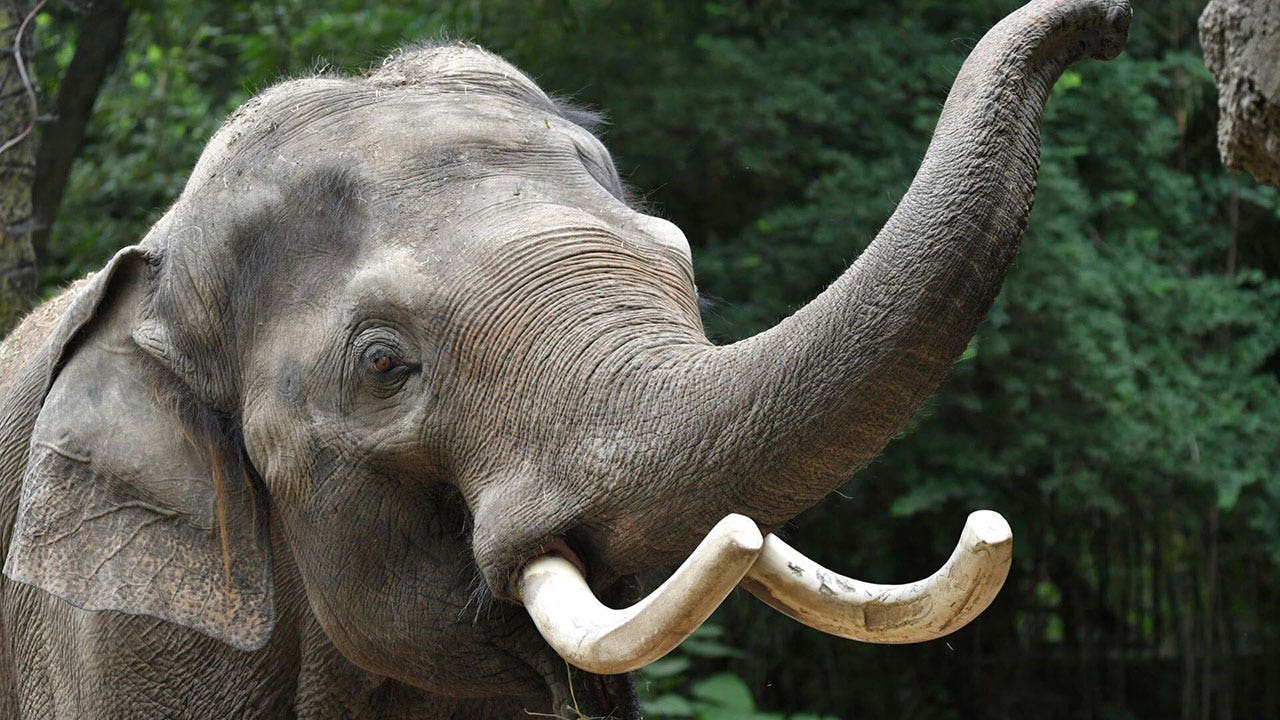 St. Louis Zoo's Iconic Elephant Raja Heads To Columbus For Breeding ...