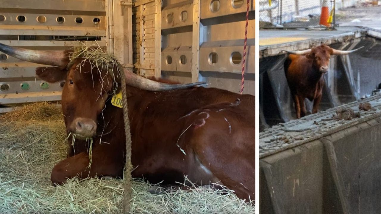 News :Loose bull seen running on New Jersey tracks is saved from slaughterhouse