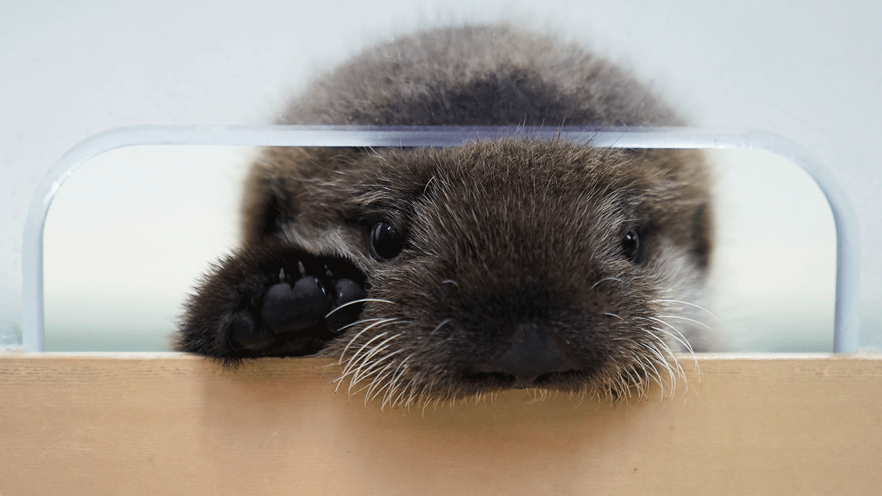Chicago aquarium welcomes sea otter pup rescued from Alaska: ‘An ...