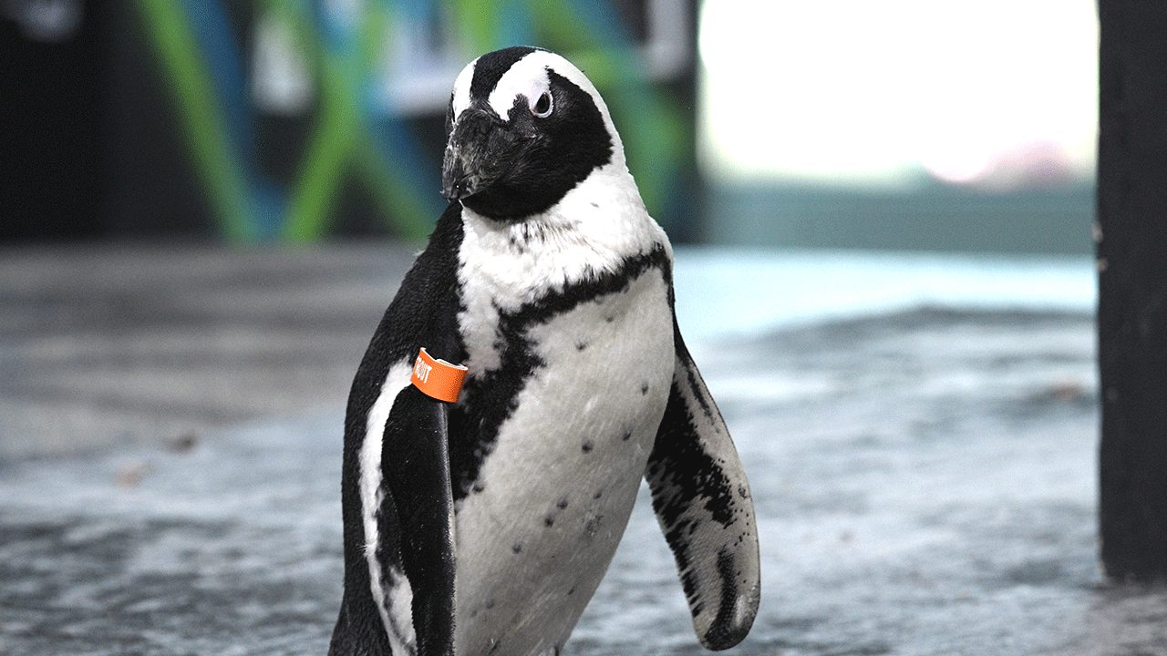 An African black footed penguin