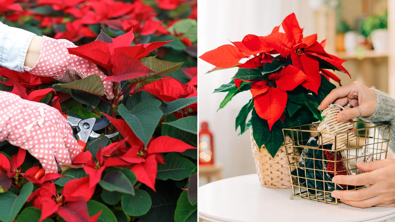 How to care for poinsettias: A smart guide to the Christmas flower