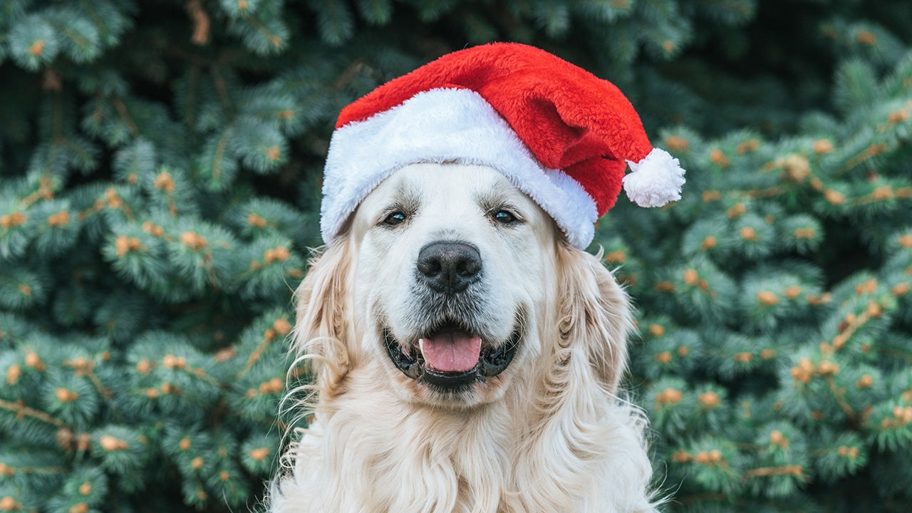 Colorado hotel features holiday cocktails for a cause by donating proceeds to local animal organization