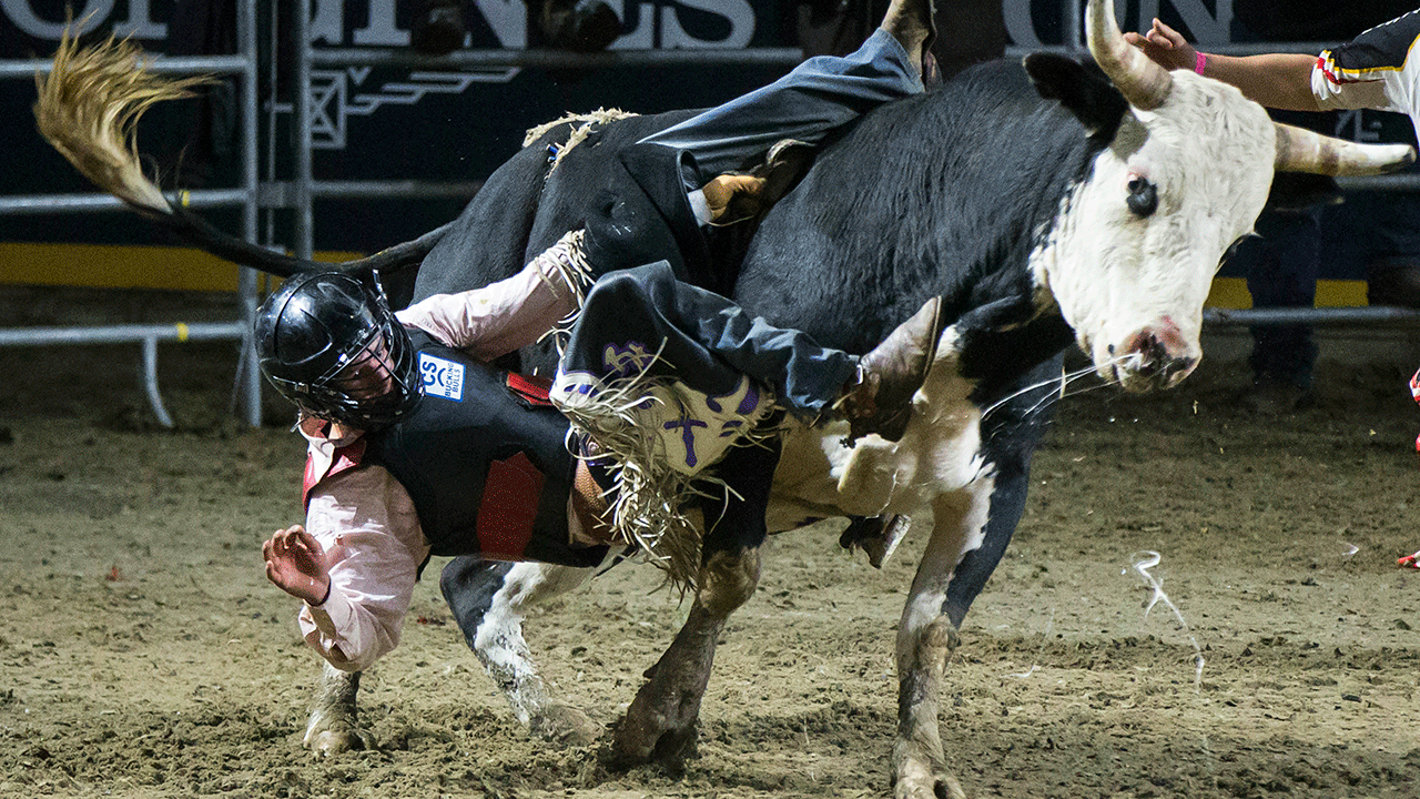 A rider falling from bull 