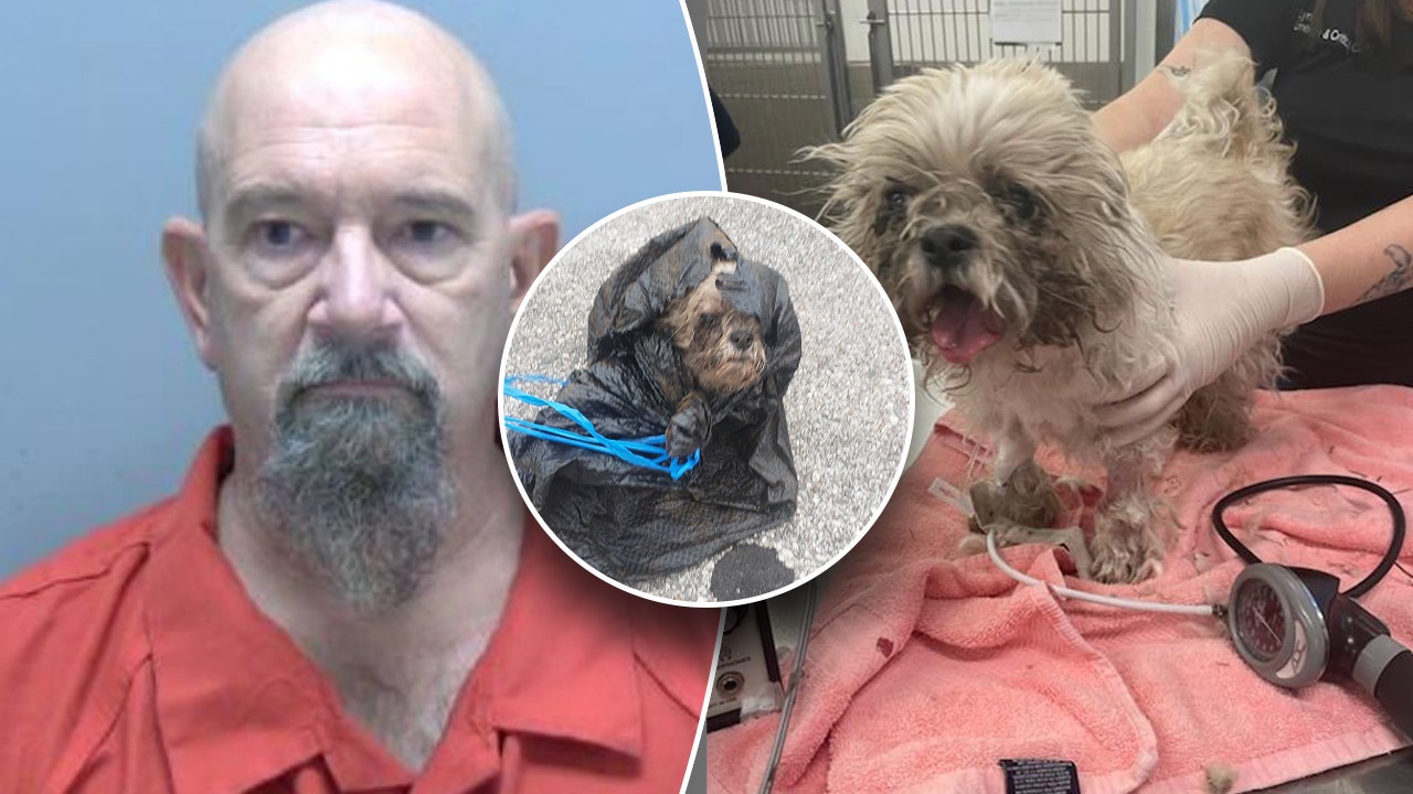 Florida Shih Tzu Rescued From Dumpster After Man Allegedly Tied Rope Around Her Neck Stuffed In 