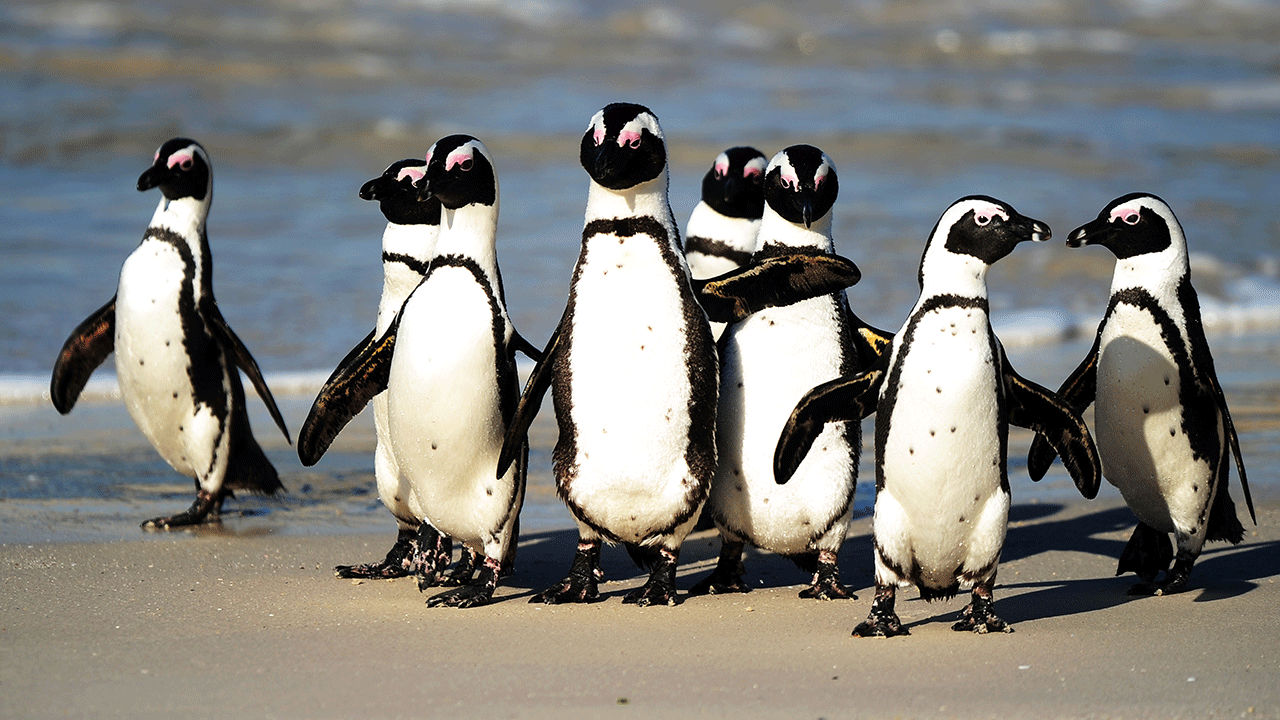 A group of African black footed penguins