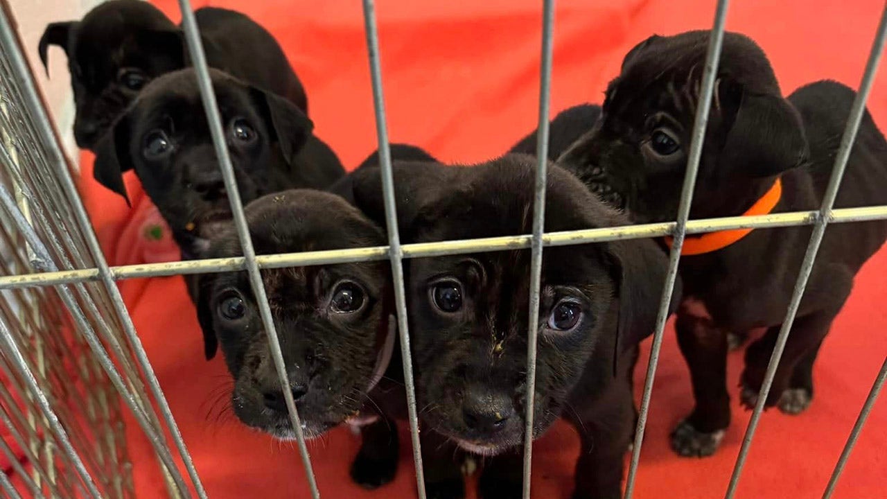 Anonymous homeless man rescues orphaned puppies, drops them off at shelter: 'Tore at heartstrings'