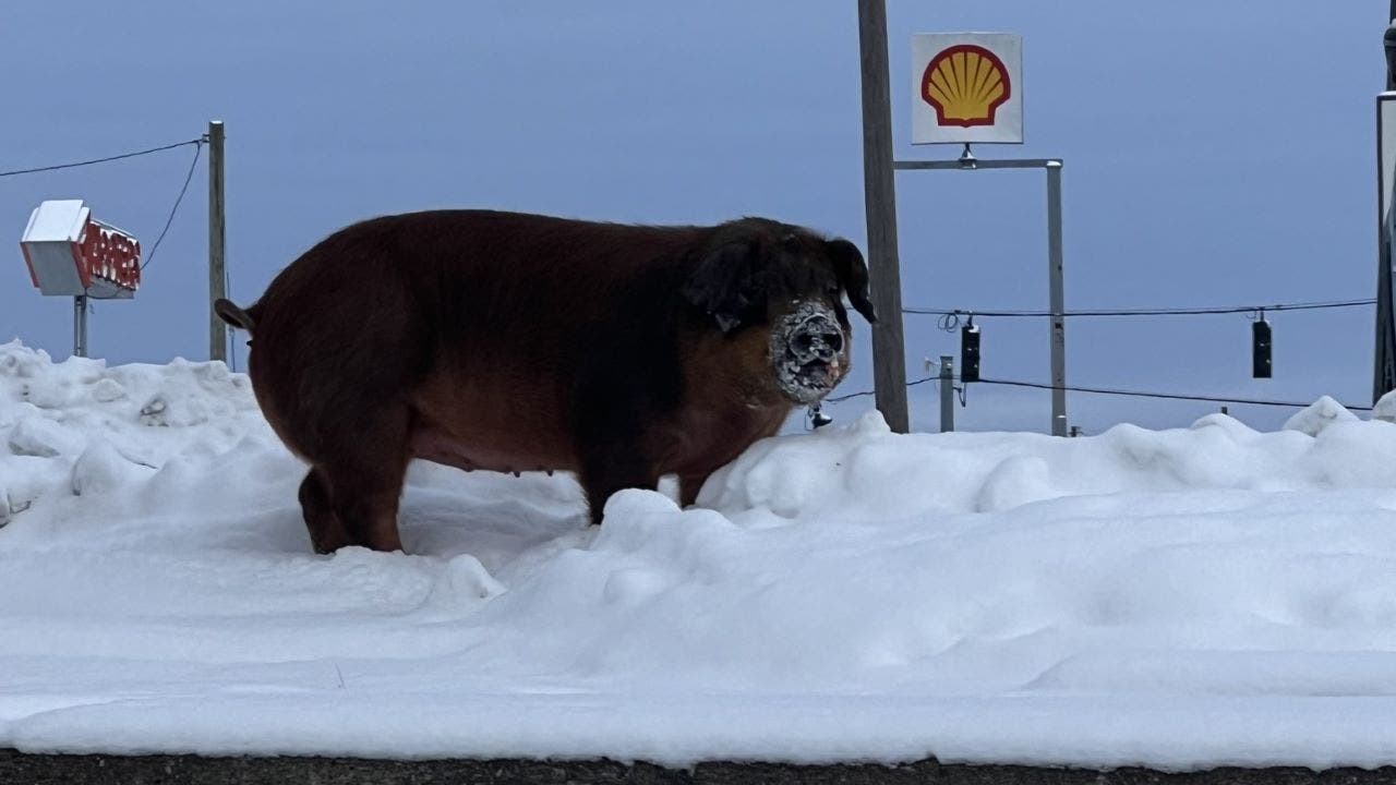 Kentucky police catch loose pig enjoying a snow day: 'Hefty friend'