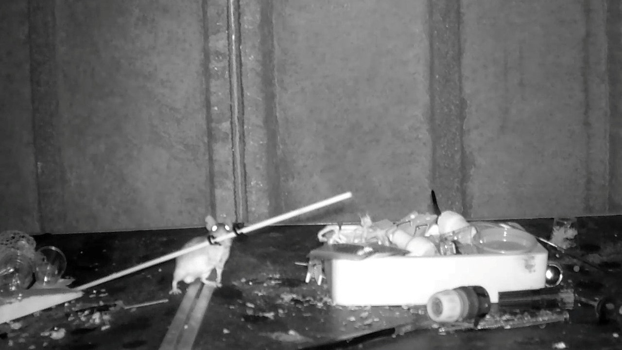 A mouse was caught on camera as it was moving items into a bin in the middle of the night. (Animal News Agency)