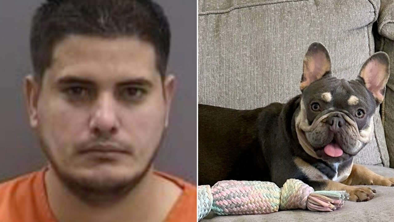 Amazon driver steals French Bulldog while making deliveries in Florida: Authorities