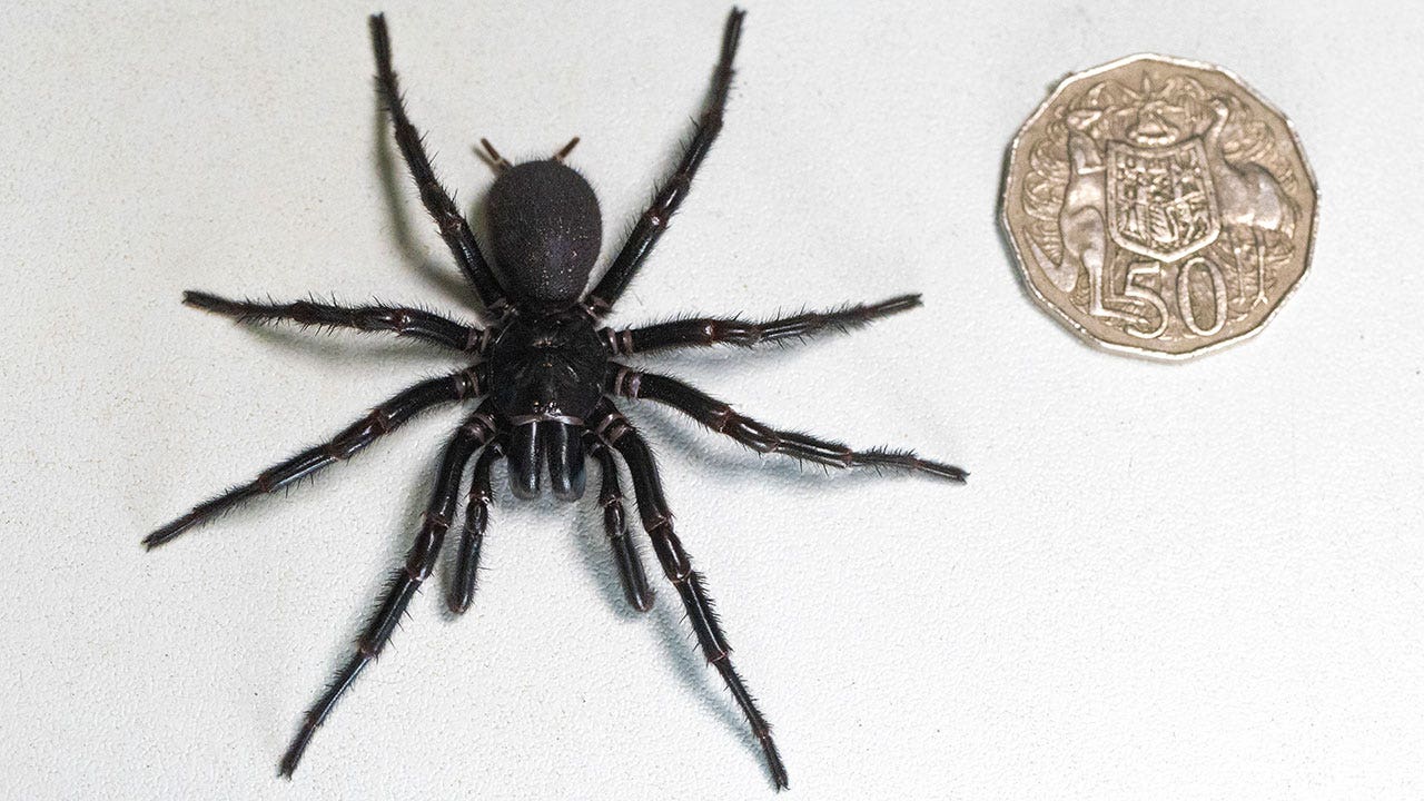 Read more about the article World’s largest male Sydney funnel-web spider joins Australian park