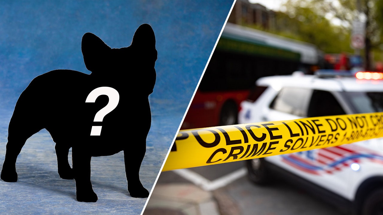 DOG GONE: Thieves are targeting this canine breed amid crime wave that has Dem politician facing recall