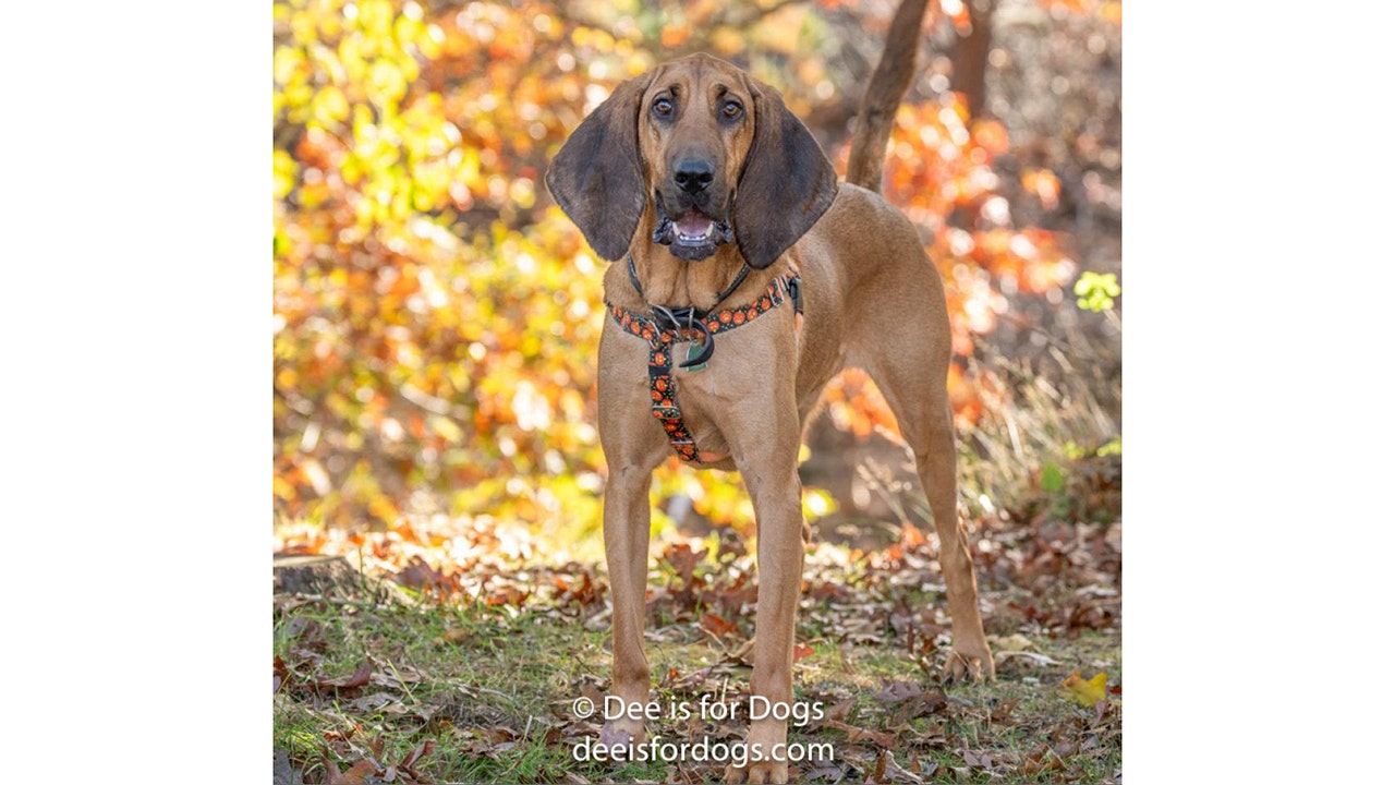 New York animal rescue says surrendered bloodhound dog is looking for a new home: Meet Duke