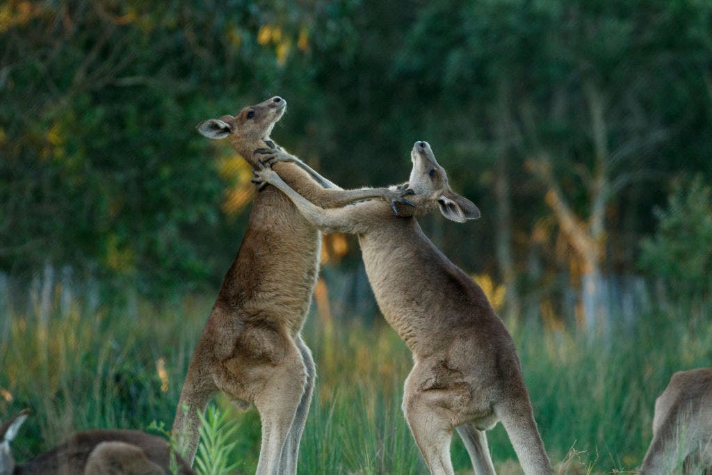 Exploring the kingdom of kangaroos and why they pack such a powerful punch