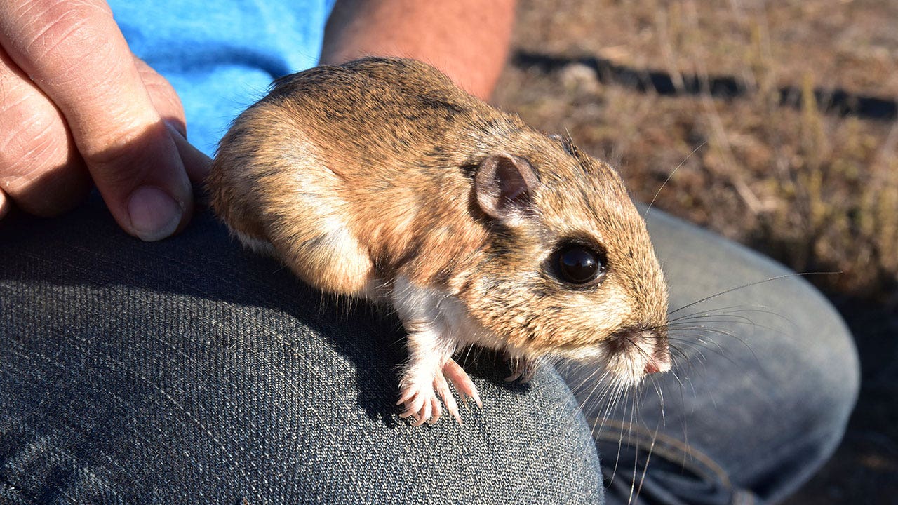 Lesser-known endangered species in the US threatened by funding disparities