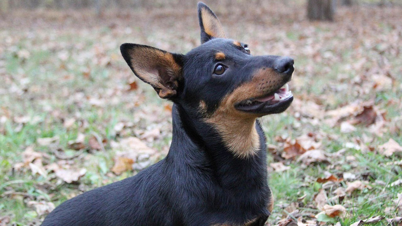 Intelligent, 'smiley' Lancashire heeler dog breed now recognized by American Kennel Club