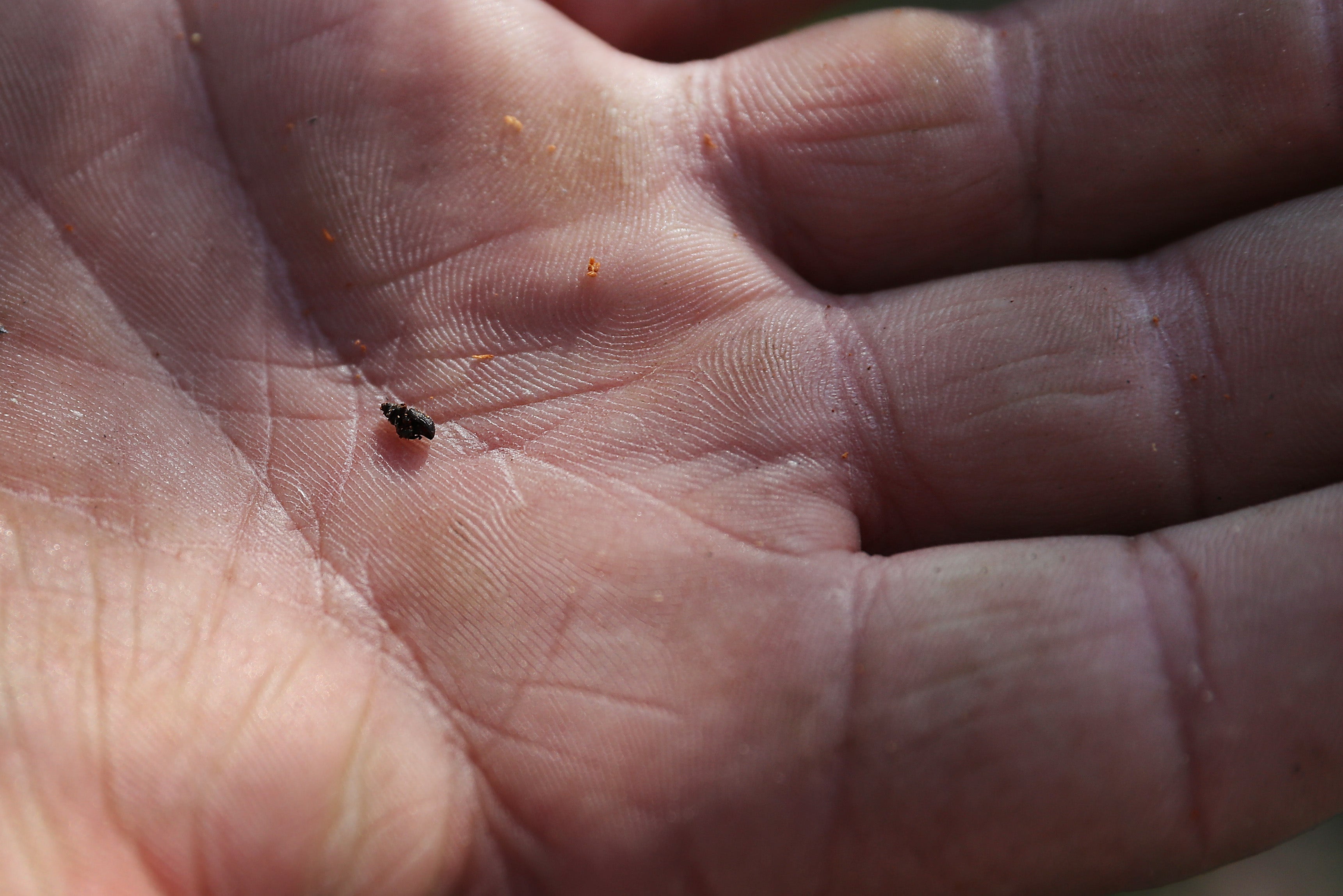 South Dakota festival raises awareness of devestating impact of mountain pine beetle on forests