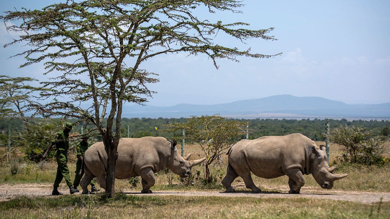 Successful embryo transfer sparks hope for northern white rhino's survival