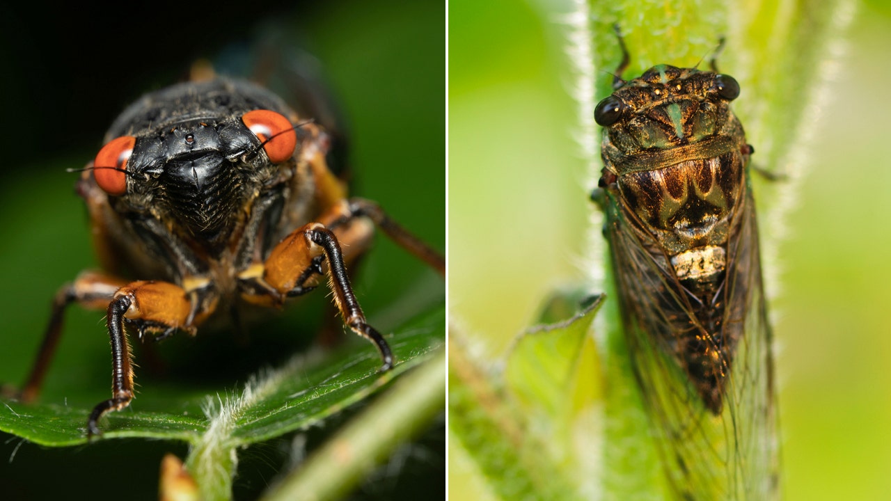 Rare 'simultaneous explosion' of cicadas expected for first time in 221