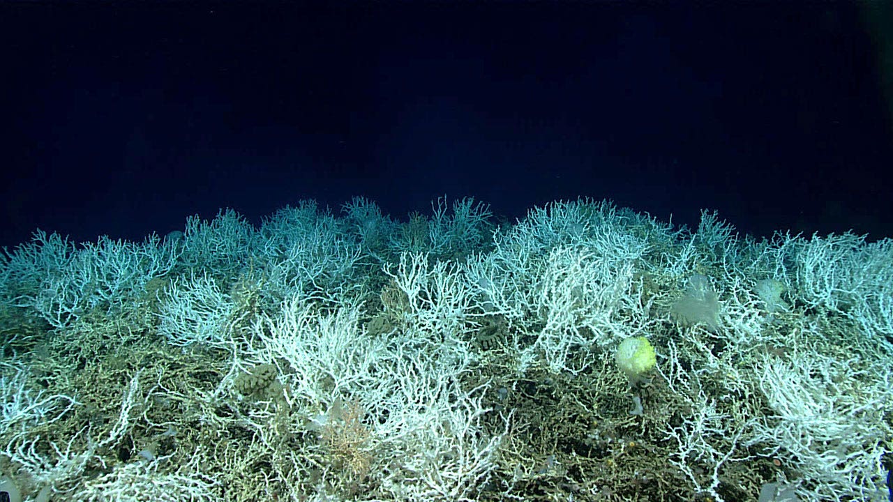 Read more about the article Largest deep-sea coral reef mapped off East Coast: ‘Breathtaking in scale’