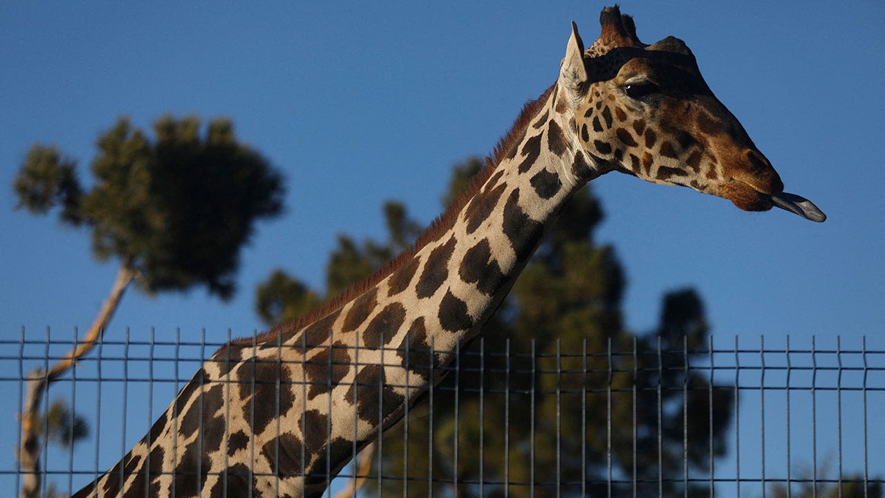 Benito the giraffe embarks on thousand-mile journey to new home in central Mexico