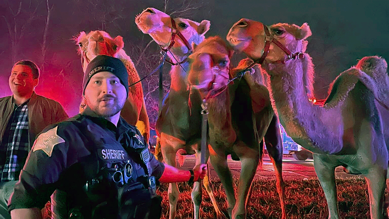 Police with rescued camels