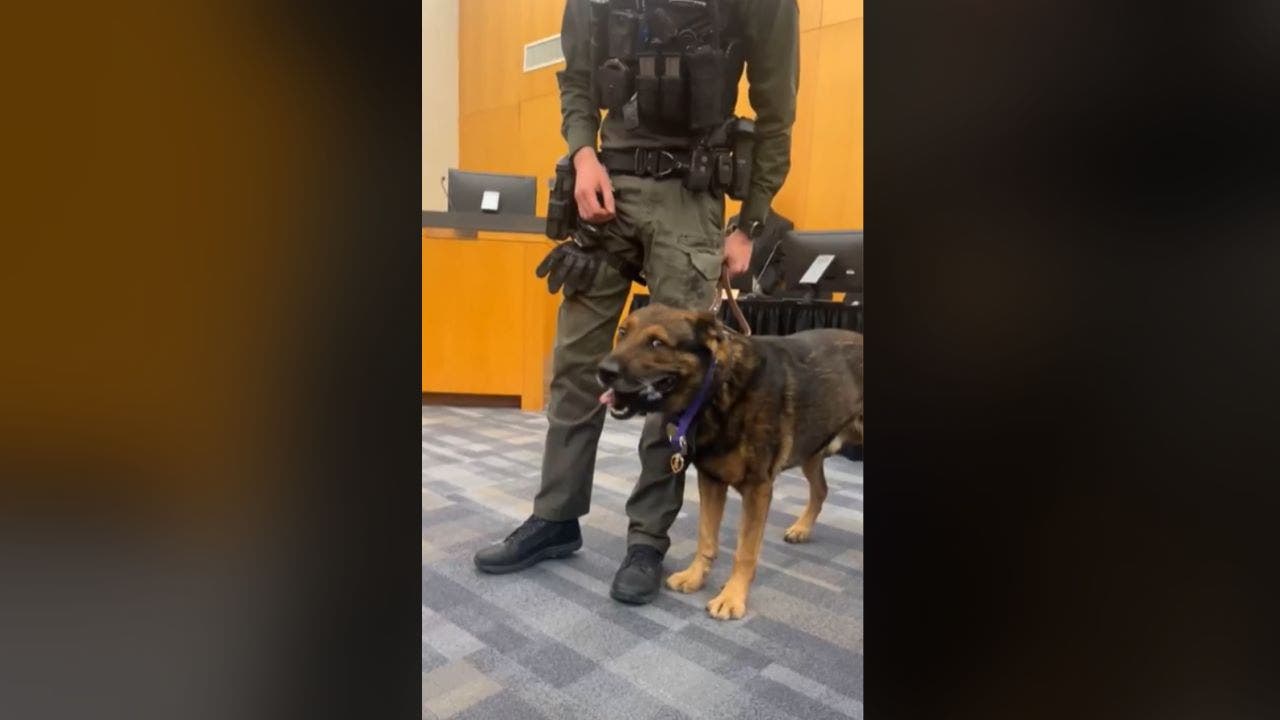 Texas K9 is awarded Purple Heart after surviving officer-involved shooting: 'Bravery and purpose'