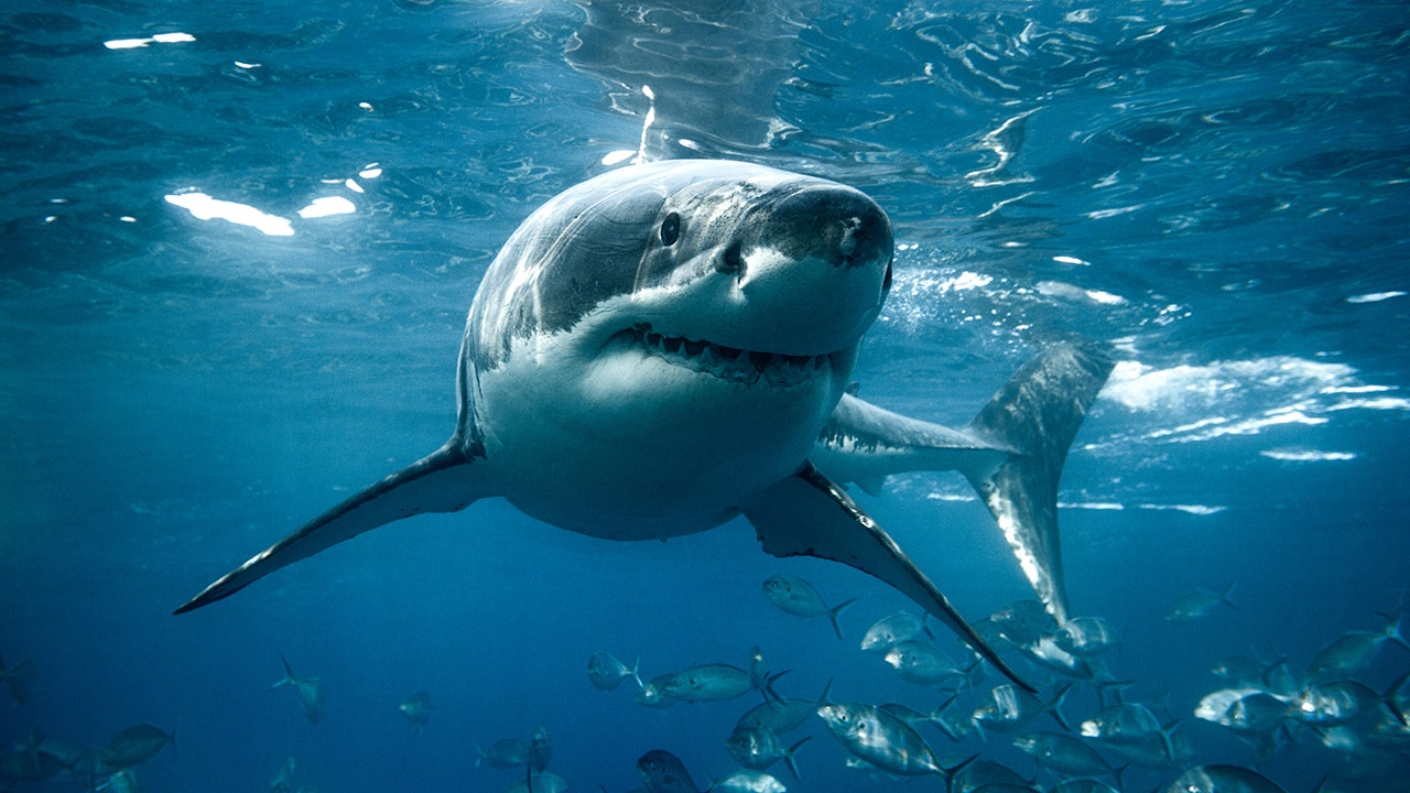Massachusetts-based marine scientists attach camera to great white for ‘shark’s-eye view’