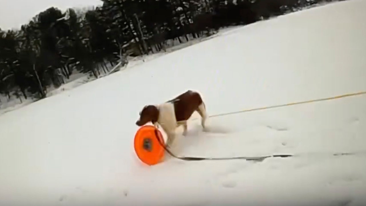 Michigan senior saved by his dog and a quick-thinking cop after falling into frozen lake
