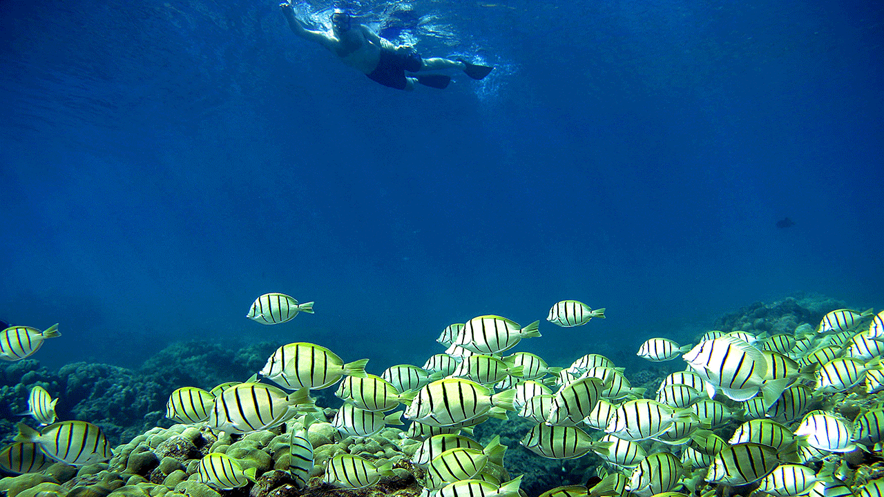 Person snorkeling with fish