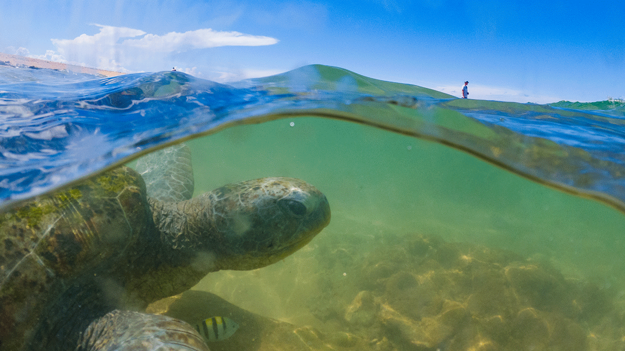 A turtle in Sri Lanka
