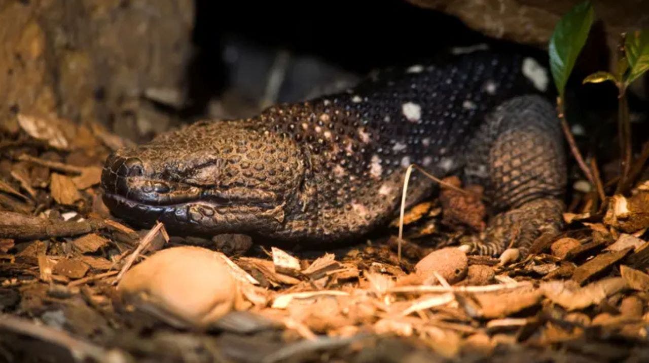 Rare venomous lizards hatch at Georgia zoo as conservationists work to save species