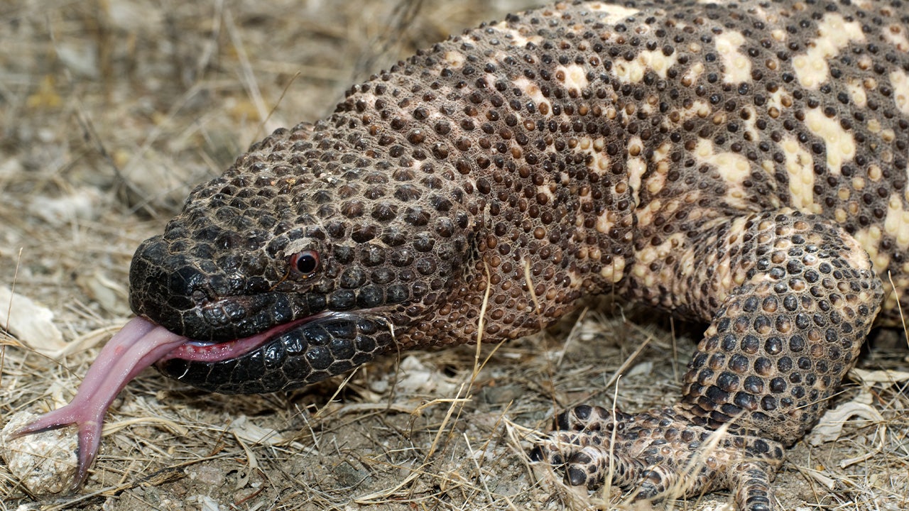 Read more about the article Colorado man killed by pet venomous Gila monster
