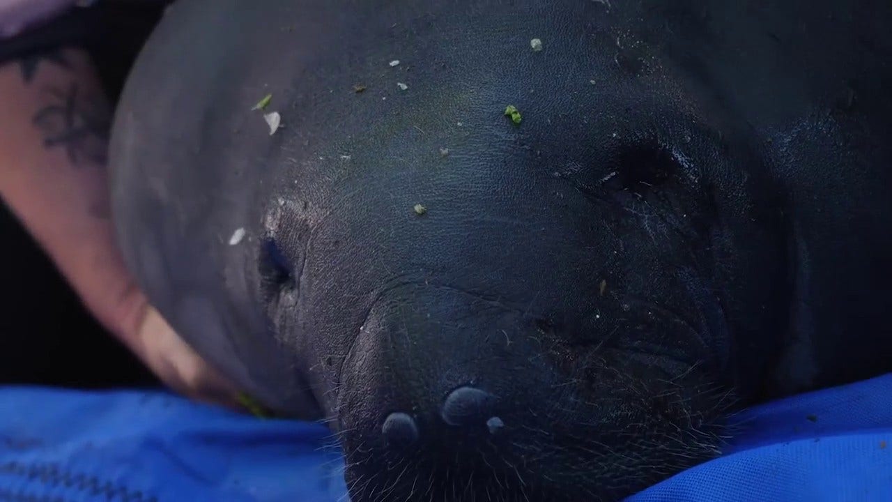 Five orphaned manatees return to Florida waters after years of rehabilitation