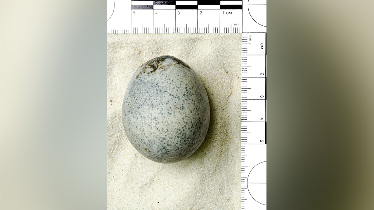 Read more about the article UK researchers ‘blown away’ after discovering 1,700-year-old egg still contains yolk: report