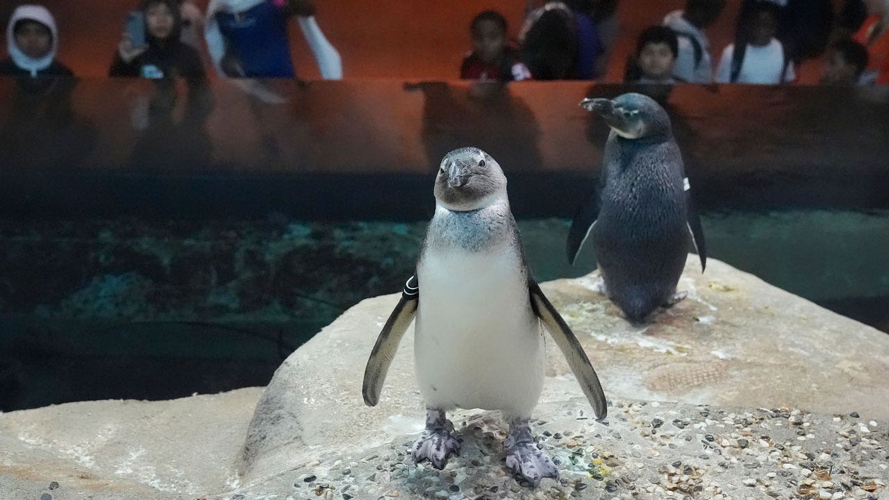 10 African penguin chicks have hatched at San Francisco aquarium