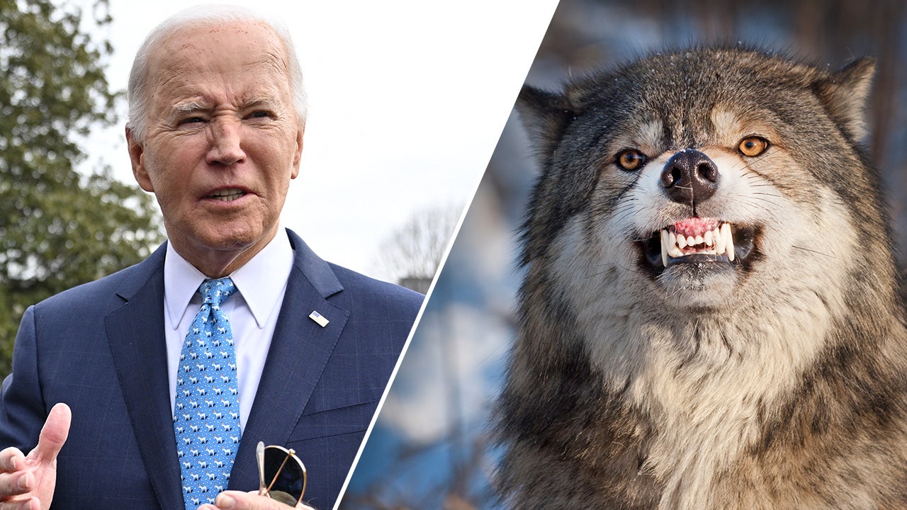 Republicans raise alarm as Biden admin prepares plan to protect wolves nationwide