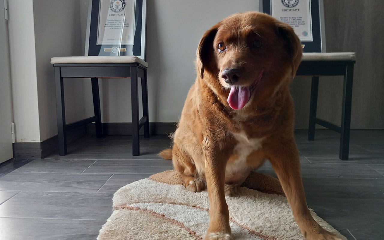 Read more about the article Guinness World Records revokes ‘oldest dog ever’ title for Portugal canine