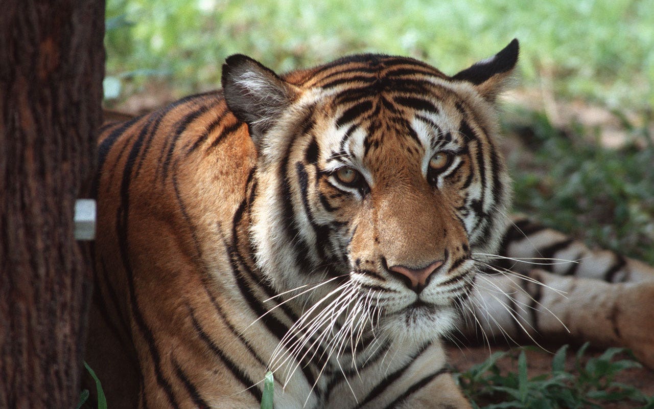 Read more about the article Cambodia to import Indian tigers as part of plan to restore population