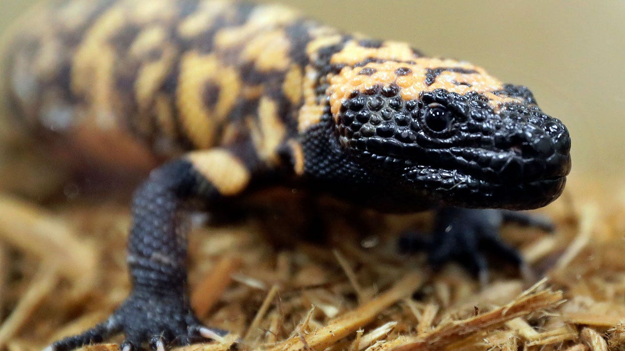 Colorado man’s death after Gila monster bite begs question: Does the venomous lizard make a good pet?