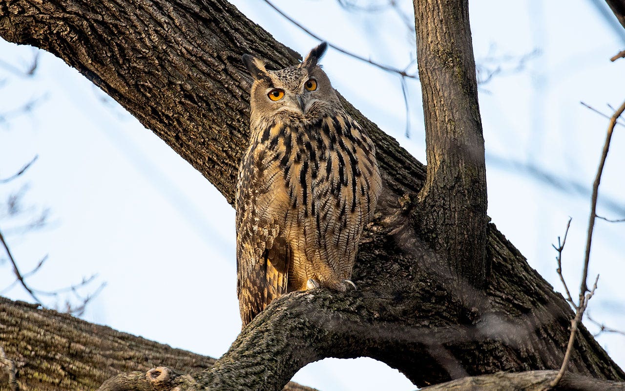 You are currently viewing NYC ‘celebrity’ owl Flaco was exposed to high levels of rat poison before death