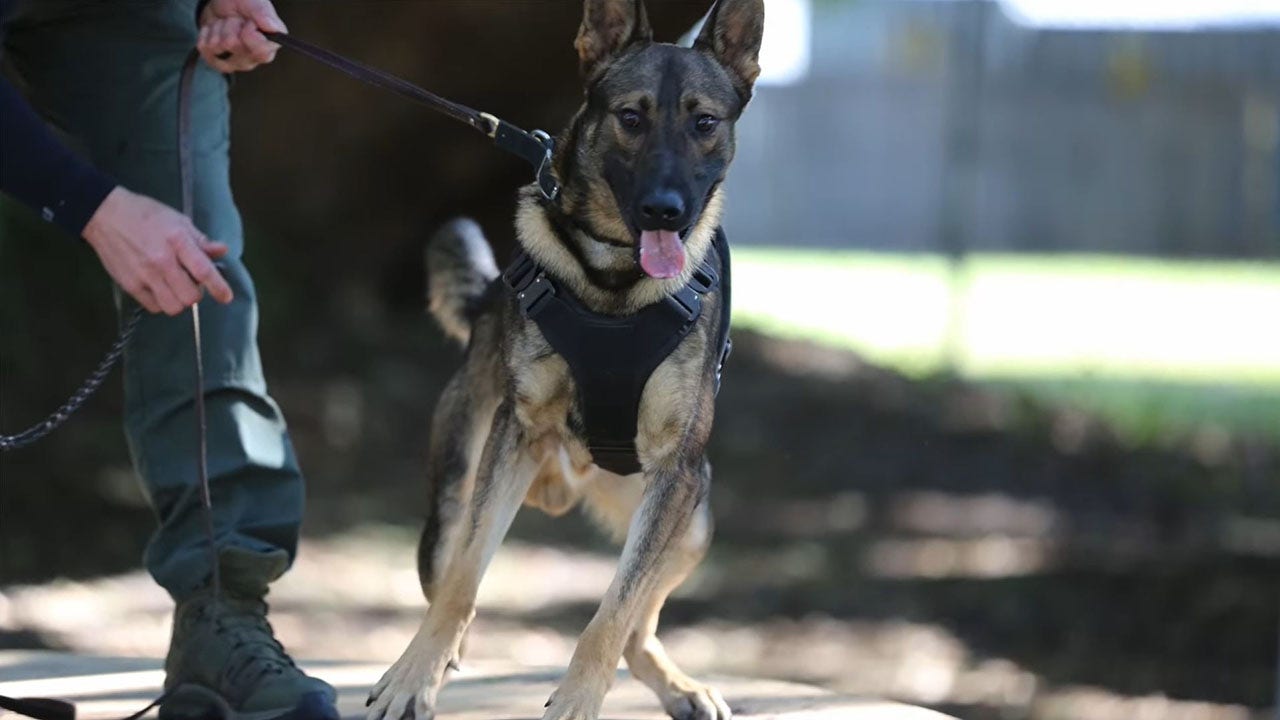 You are currently viewing Florida K-9 dies after being shot while protecting deputies from ‘armed criminal’: sheriff