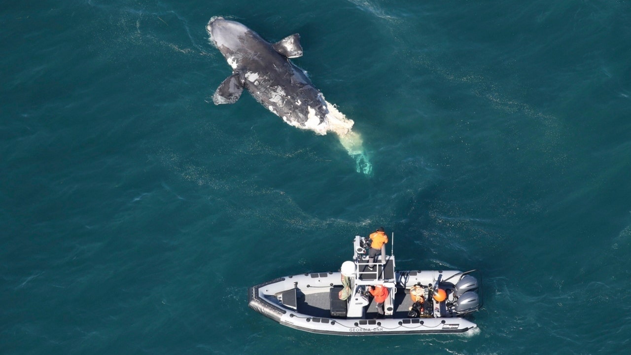 News :North Atlantic right whale found dead off Georgia coast marks second recent death of endangered species